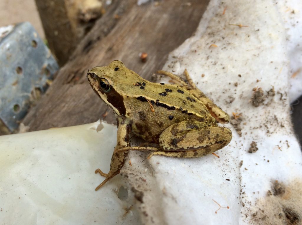 A frog on the edge of Bush Hill Park wildlife garden
