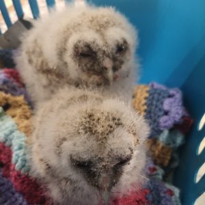 Two tawny owl chicks rescued by Wildlife Rescue and Ambulance Service in Enfield