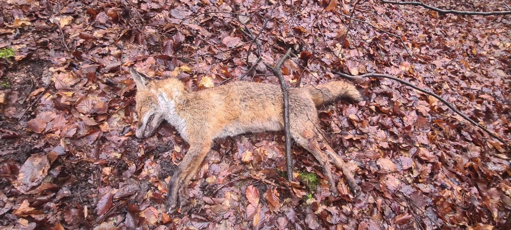 A dead fox found in Whitewebbs Park without any obvious sign of injury