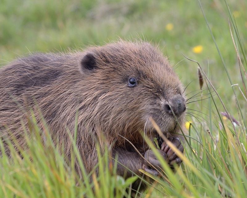 A Eurasian beaver photographed elsewhere in the UK (credit David Parkyn)