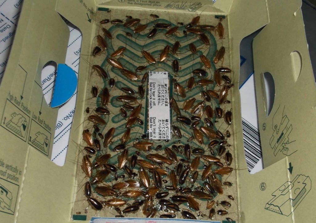 Cockroaches found inside a takeaway box at Ponders End Kebab (credit Enfield Council)