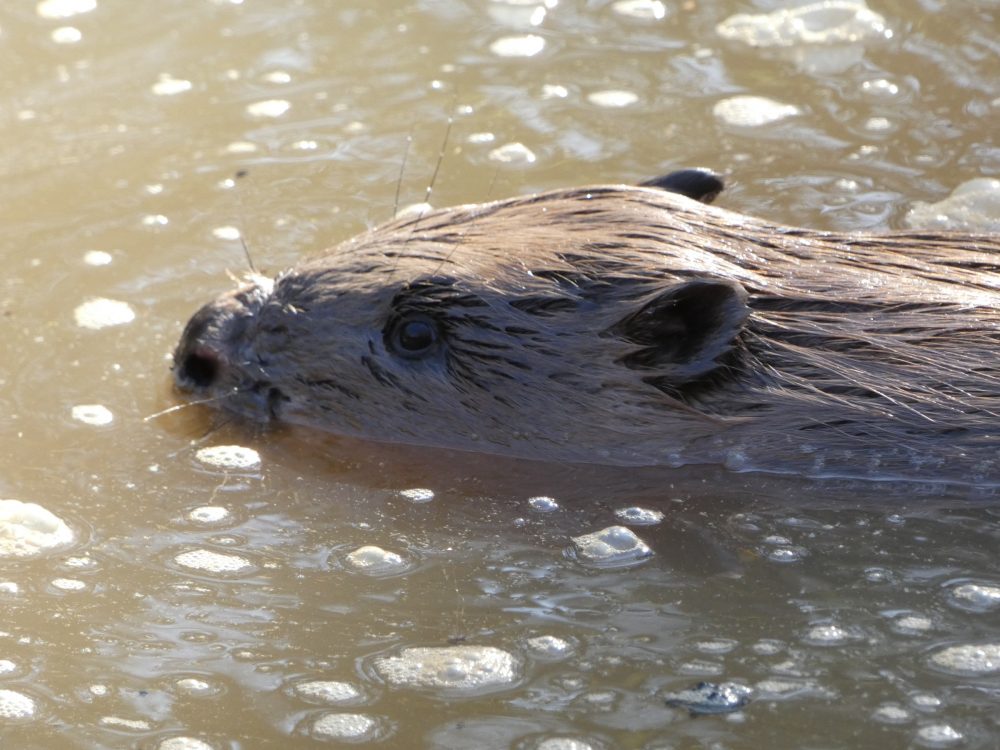 Beaver in Enfield