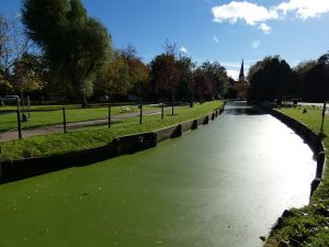 The New River Loop in Enfield Town has frequently been covered in green algae