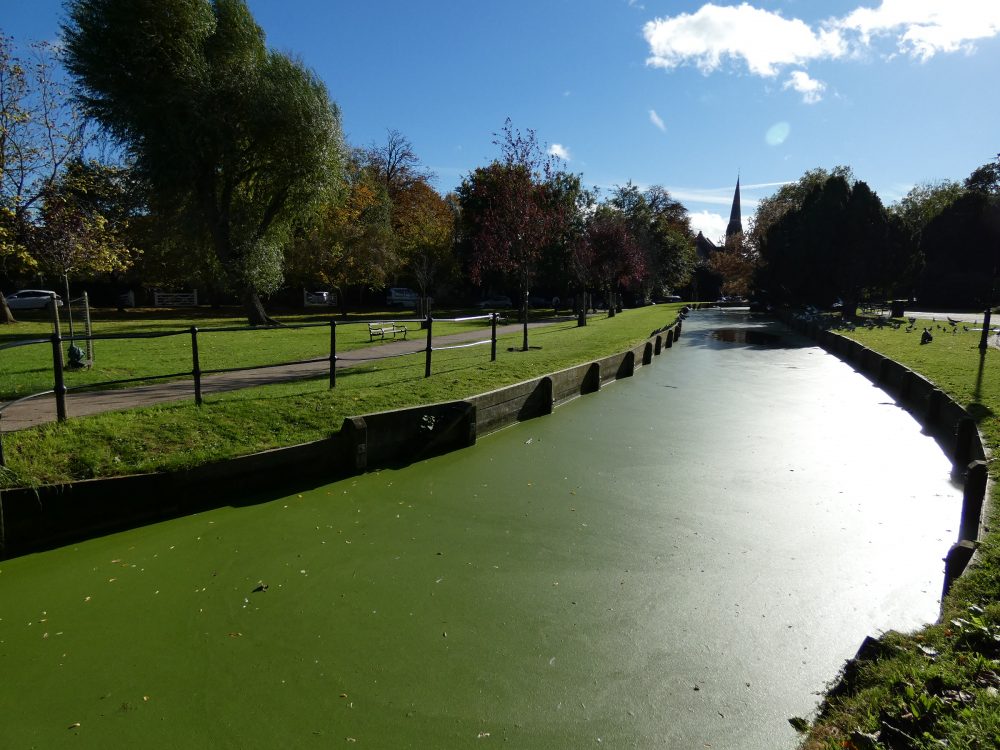 The New River Loop in Enfield Town has frequently been covered in green algae