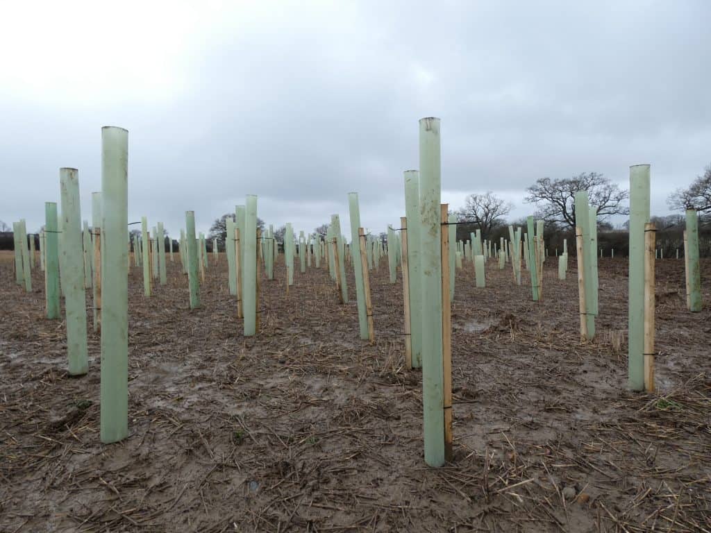 A total of 100,000 trees have been planted on 60 hectares of land since November 2020