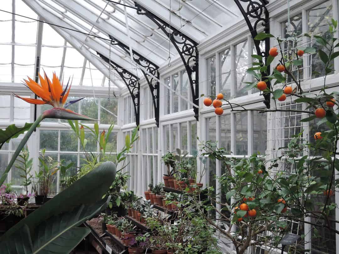 Inside Broomfield Park Conservatory, which boasts many exotic species