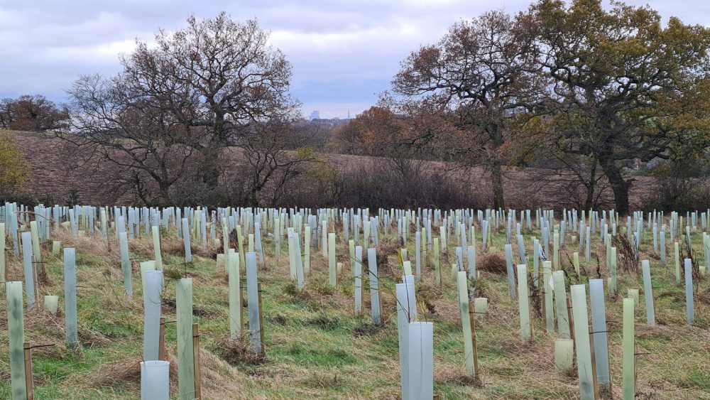 The 100,000th tree at Enfield Chase Woodland Restoration Project was planted in March