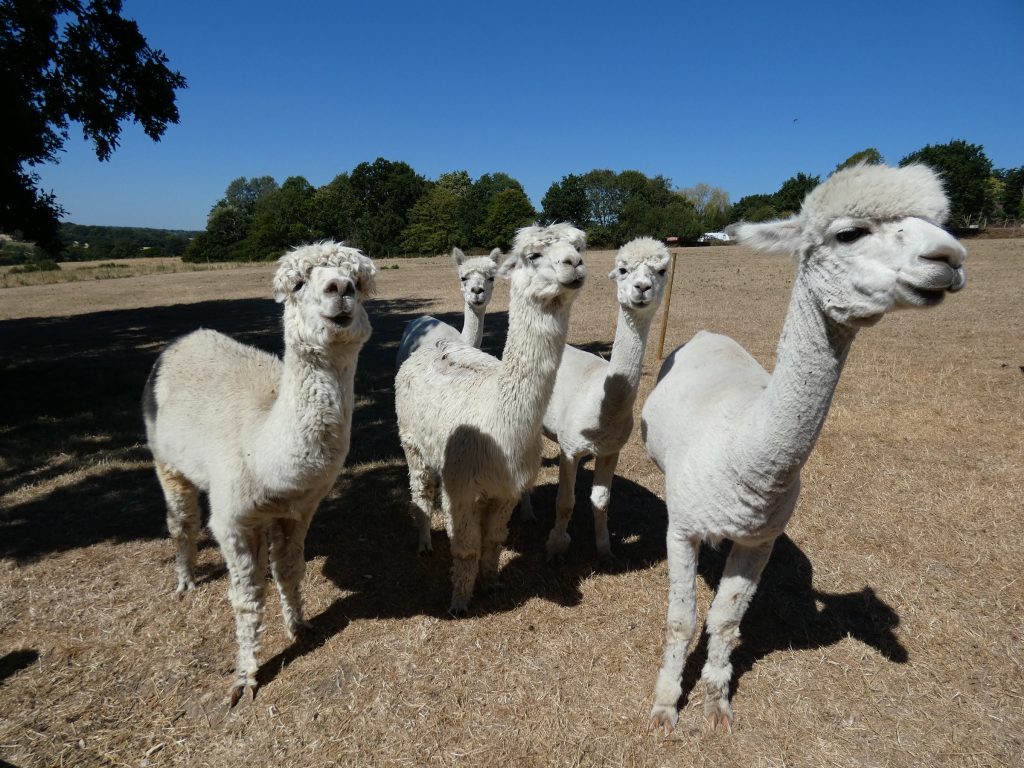 Five alpacas have been resident at the farm since 2019