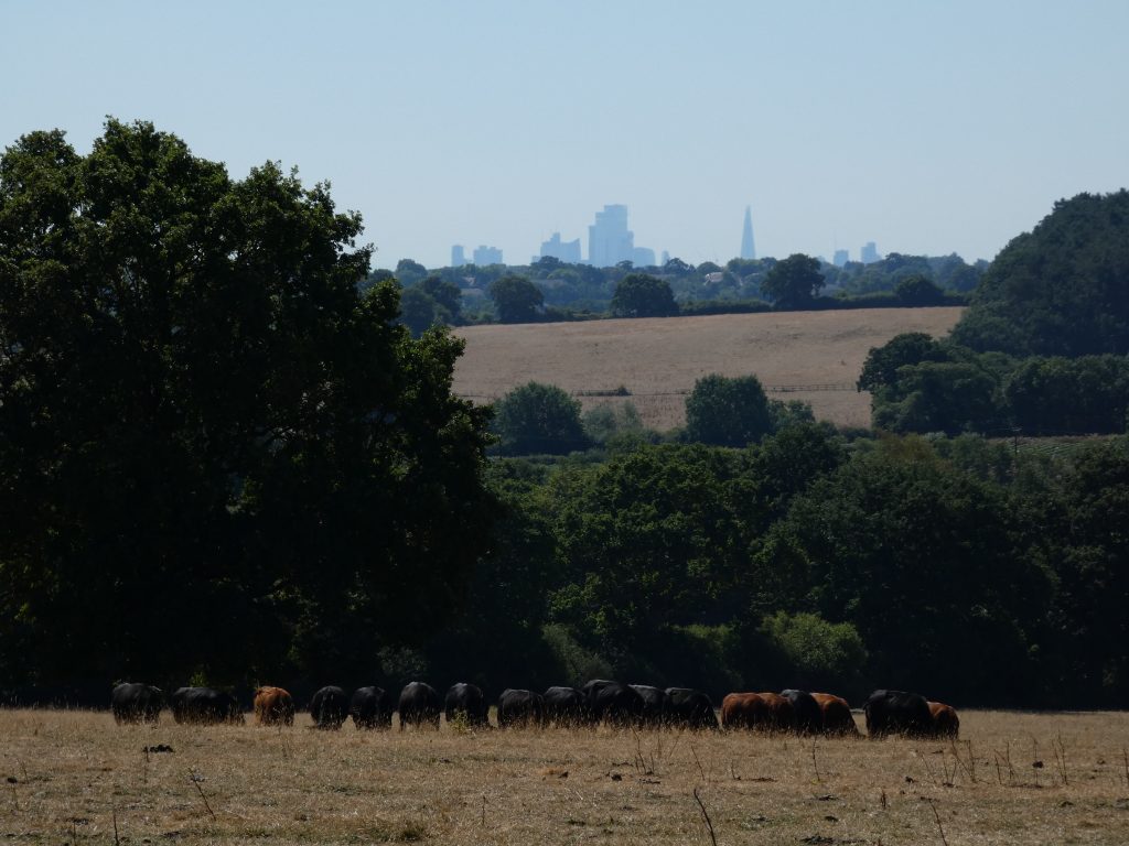 A herd of Aberdeen Angus cattle graze in a field with a view of The Shard