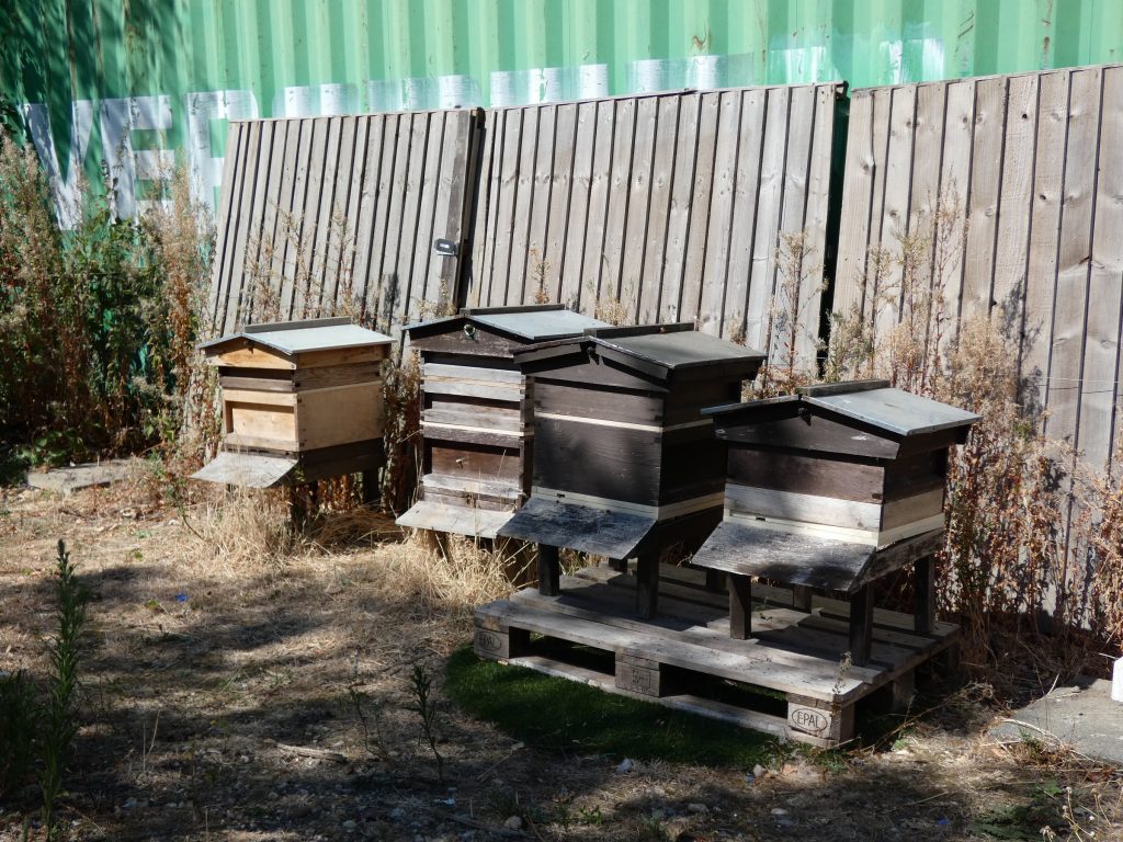 Four beehives are another new addition to Botany Bay Farm