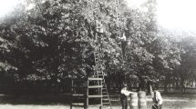 The Cracknell family picking fruit from their orchard (credit Enfield Local Studies Library and Archive)