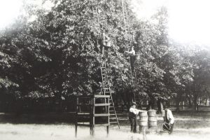 The Cracknell family picking fruit from their orchard (credit Enfield Local Studies Library and Archive)