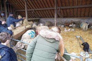 Visitors meet the newborn lambs at Forty Hall Farm