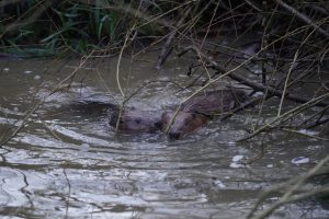 The two new beavers are said to be getting on well
