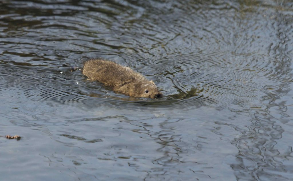 Water vole swimming (credit Jessica Evans)