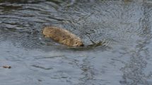 Water vole swimming (credit Jessica Evans)