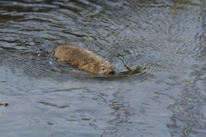 Water vole swimming (credit Jessica Evans)