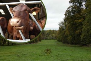 Forty Hall Estate and (inset) red poll cattle