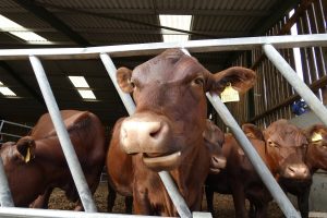 Red poll cattle at Forty Hall Farm, from where they will soon be released into Forty Hall Estate