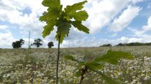 Oak saplings planted as part of Enfield Chase Woodland Restoration Project