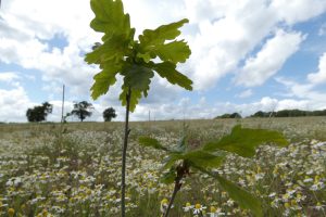 Oak saplings planted as part of Enfield Chase Woodland Restoration Project