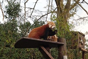 A red panda at Paradise Wildlife Park