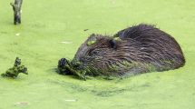 The baby beaver at Forty Hall (credit Colin Pressland)
