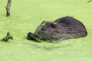 The baby beaver at Forty Hall (credit Colin Pressland)