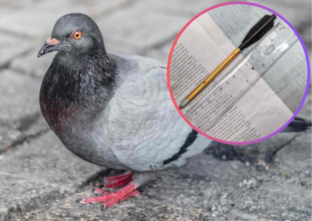 The crossbow (inset) used to kill a pigeon (credit Sara Kurfess via Unsplash)
