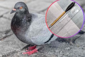 The crossbow (inset) used to kill a pigeon (credit Sara Kurfess via Unsplash)