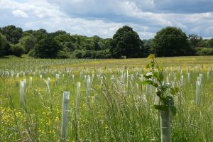 The new Enfield Chase woodland is one of the schemes that helped win the Ashden Award