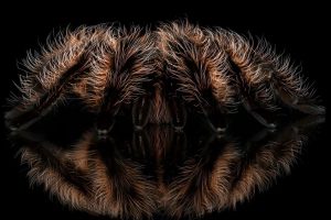 'Self Reflection' by Beau Healy