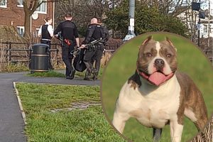 Police carry away the deceased dog from Albany Park and (inset) an American bully dog (credit Rock City Kennels via Wikimedia Commons)