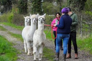 Botany Bay's alpacas