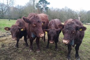 Cattle at Forty Hall Estate