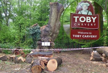 The felled Whitewebbs oak and (inset) Toby Carvery