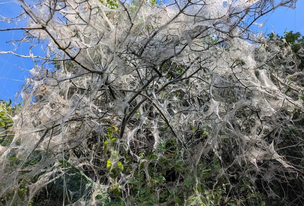 A 'webbed' tree in Broomfield Park (credit Leah Renz)