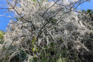 A 'webbed' tree in Broomfield Park (credit Leah Renz)