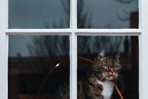 A cat looks out of a window