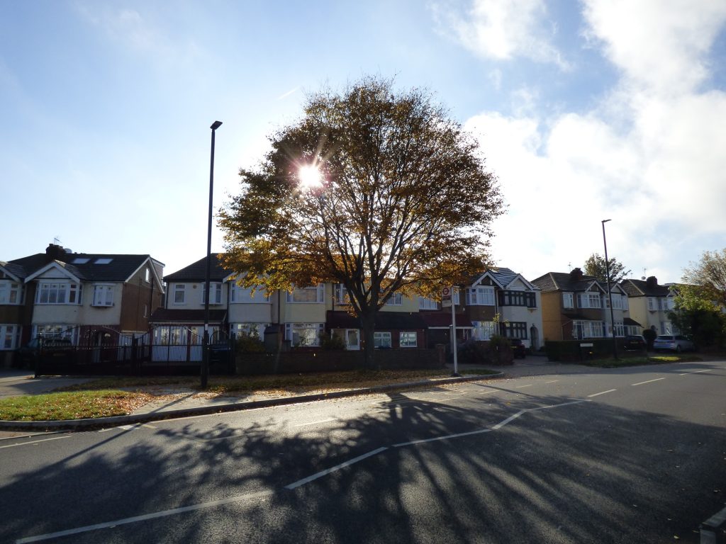 An urban tree in Willow Road, Enfield