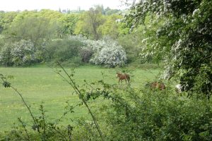 The proposed Green Belt housing site is owned by the Duchy of Lancaster and is used for grazing animals