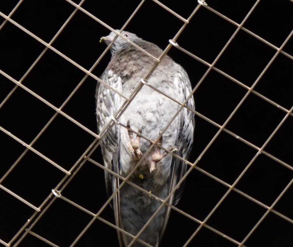 One of the pigeons trapped inside newly-installed meshing under the bridge (credit James Cracknell)
