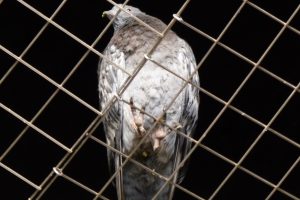 One of the pigeons trapped inside newly-installed meshing under the bridge (credit James Cracknell)