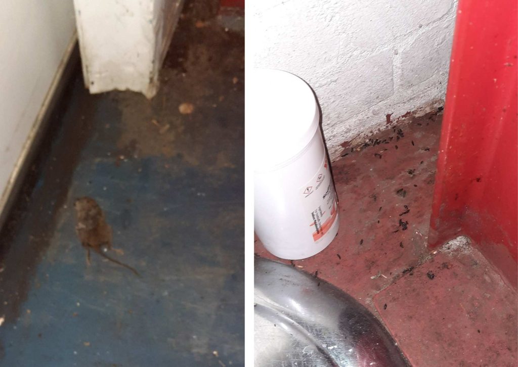 A dead rat found at Sweet Confectionery Ltd (left) as well as mouse droppings (right) (credit Enfield Council)