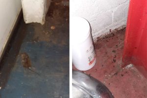 A dead rat found at Sweet Confectionery Ltd (left) as well as mouse droppings (right) (credit Enfield Council)