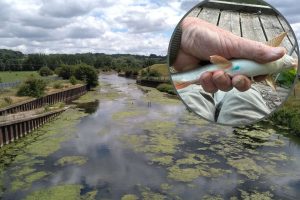 The River Lea through Enfield and (inset) one of the barbel fish with blue dye