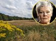 Whitewebbs Park and (inset) Dame Judi Dench (credit Caroline Bonarde Ucci via Wikimedia Commons)