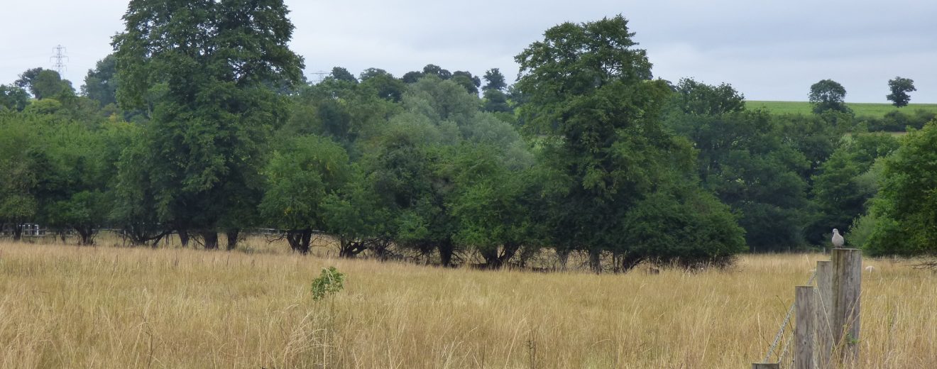 Glasgow Stud in Crews Hill is one of two sites of importance for nature conservation (Sincs) in the area