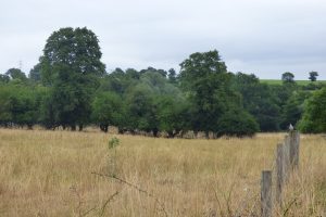 Glasgow Stud in Crews Hill is one of two sites of importance for nature conservation (Sincs) in the area