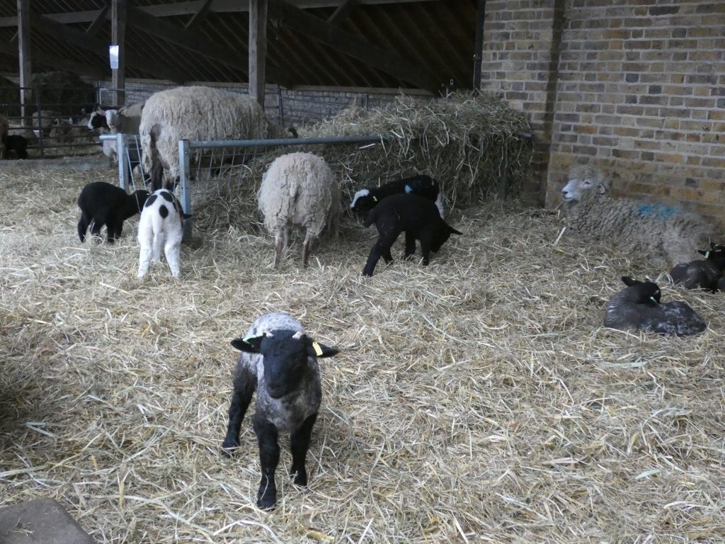 Lambing Weekend at Forty Hall Farm